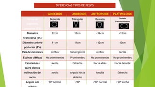 DIFERENCIAS TIPOS DE PELVIS
GINECOIDE
Forma de

ANDROIDE

ANTROPOIDE

PLATIPELOIDE
Ovalada

Redonda

Triangular

Ovalada

12cm

12cm

<12cm

>12cm

11cm

11cm

>12cm

10cm

Paredes laterales

rectas

convergentes

rectas

rectas

Espinas ciáticas

No prominentes

Prominentes

No prominentes

No prominentes

Escotaduras

Media

Estrecha

hacia atrás

Hacia delante

Media

Angulo hacia

Amplia

Estrecha

<90º normal

>90º ancho

segmento

transversalmente

posterior (ES)
Diámetro
transverso (ES)
Diámetro antero
posterior (ES)

sacro ciática
Inclinación del
sacro

Angulo sub

delante

90º normal

<90º

 