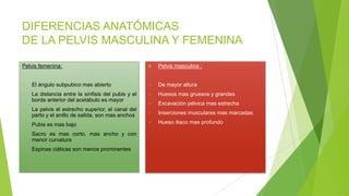DIFERENCIAS ANATÓMICAS
DE LA PELVIS MASCULINA Y FEMENINA
Pelvis femenina:



Pelvis masculina :



El ángulo subpubico mas abierto



De mayor altura



La distancia entre la sínfisis del pubis y el
borde anterior del acetábulo es mayor



Huesos mas gruesos y grandes



Excavación pélvica mas estrecha



Inserciones musculares mas marcadas



Hueso iliaco mas profundo



La pelvis el estrecho superior, el canal del
parto y el anillo de salida, son mas anchos



Pubis es mas bajo



Sacro es mas corto, mas ancho y con
menor curvatura



Espinas ciáticas son menos prominentes

 
