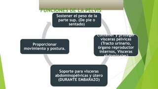 FUNCIONES DE LA PELVIS
Sostener el peso de la
parte sup. (De pie o
sentado)

Proporcionar
movimiento y postura.

Contener y proteger
vísceras pélvicas
(Tracto urinario,
órgano reproductor
internos, Vísceras
abdominales)

Soporte para vísceras
abdominopélvicas y útero
(DURANTE EMBARAZO)

 