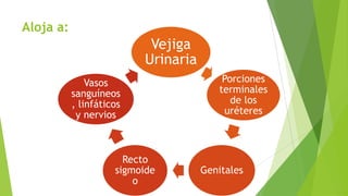 Aloja a:

Vejiga
Urinaria
Vasos
sanguíneos
, linfáticos
y nervios

Recto
sigmoide
o

Porciones
terminales
de los
uréteres

Genitales

 