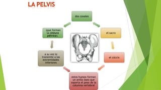 dos coxales

(que forman
la cintura
pélvica).

el sacro

a su vez lo
transmite a las
extremidades
inferiores

el cóccix

estos huesos forman
un anillo óseo que
soporta el peso de la
columna vertebral

 
