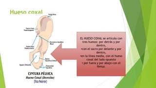 Hueso coxal

EL HUESO COXAL se articula con
tres huesos: por detrás y por
dentro,
•con el sacro por delante y por
dentro,
•en la línea media, con el hueso
coxal del lado opuesto
• por fuera y por abajo con el
fémur.

 
