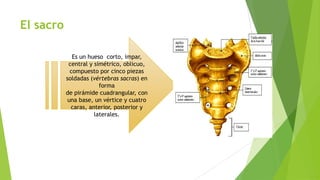 El sacro
Es un hueso corto, impar,
central y simétrico, oblicuo,
compuesto por cinco piezas
soldadas (vértebras sacras) en
forma
de pirámide cuadrangular, con
una base, un vértice y cuatro
caras, anterior, posterior y
laterales.

 