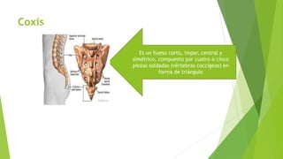 Coxis
Es un hueso corto, impar, central y
simétrico, compuesto por cuatro o cinco
piezas soldadas (vértebras coccígeas) en
forma de triángulo

 
