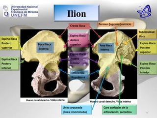 Cresta iliaca
Espina iliaca
Antero
superior
Espina iliaca
Antero
inferior
Espina iliaca
Postero
inferior
Espina iliaca
Postero
superior
Tuberosidad
iliaca
Espina iliaca
Postero
inferior
Espina iliaca
Postero
superior
Cara auricular de la
articulación sacroilica
Formen [agujero] nutricio
Fosa iliaca
Externa
Eminencia
ilopubiana
Línea arqueada
(línea innominada)
Fosa iliaca
interna
Ilion
4
 