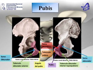 Surco
Obturador
Angulo
del pubis
Pubis
Tubérculo
púbico
Rama
iliopubiana
Surco
obturador
Tuberculo
obturador anterior
Pubis
Tuberculo obturador
Interior isquiopubiano 5
 