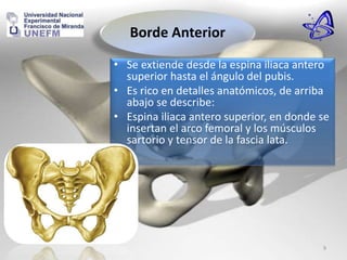 • Se extiende desde la espina iliaca antero
superior hasta el ángulo del pubis.
• Es rico en detalles anatómicos, de arriba
abajo se describe:
• Espina iliaca antero superior, en donde se
insertan el arco femoral y los músculos
sartorio y tensor de la fascia lata.
Borde Anterior
9
 