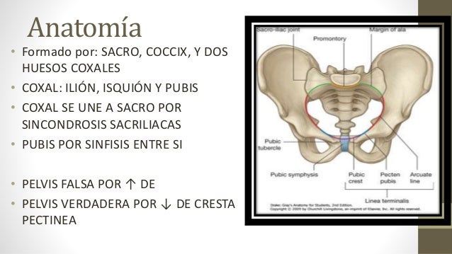 Pelvis Verdadera Y Pelvis Falsa