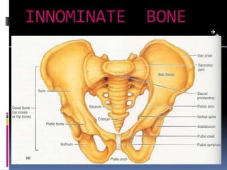 Pelvis | PPTX