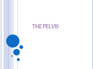 THEPELVIS
 