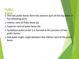 PUBIC
BONE
 The two pubic bones form the anterior part of the hip bone. It
has following parts-
 Inferior rami of Pubic bone (a)
 Superior rami of pubic bone (b)
 Symphysis pubis (a+b): It is formed at the junction of two
pubic bones.
 Sub pubic angle: angle between the inferior rami of the pubic
bone.
 