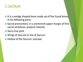 2.SACRUM
 It is a wedge shaped bone made up of five fused bones.
It has following parts-
 Sacral promontory: it is prominent upper margin of first
sacral vertebrae, projects inwards
 Sacro iliac joint
 Wings of Sacrum or Ala of Sacrum
 Hollow of the Sacrum: concave
 