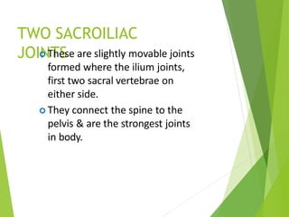 TWO SACROILIAC
JOINTS
 These are slightly movable joints
formed where the ilium joints,
first two sacral vertebrae on
either side.
 They connect the spine to the
pelvis & are the strongest joints
in body.
 
