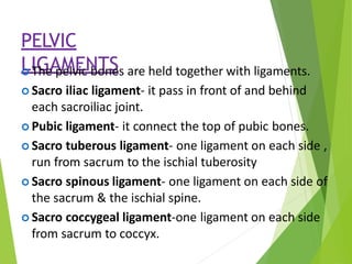 PELVIC
LIGAMENTS
 The pelvic bones are held together with ligaments.
 Sacro iliac ligament- it pass in front of and behind
each sacroiliac joint.
 Pubic ligament- it connect the top of pubic bones.
 Sacro tuberous ligament- one ligament on each side ,
run from sacrum to the ischial tuberosity
 Sacro spinous ligament- one ligament on each side of
the sacrum & the ischial spine.
 Sacro coccygeal ligament-one ligament on each side
from sacrum to coccyx.
 