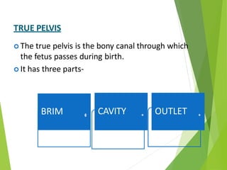 TRUE PELVIS
 The true pelvis is the bony canal through which
the fetus passes during birth.
 It has three parts-
BRIM CAVITY OUTLET
 