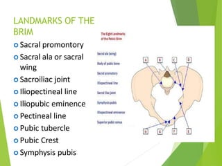LANDMARKS OF THE
BRIM
 Sacral promontory
 Sacral ala or sacral
wing
 Sacroiliac joint
 Iliopectineal line
 Iliopubic eminence
 Pectineal line
 Pubic tubercle
 Pubic Crest
 Symphysis pubis
 