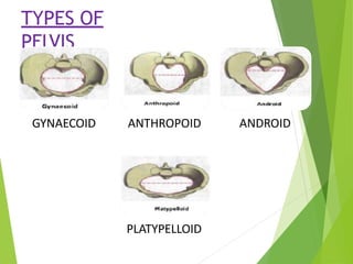 TYPES OF
PELVIS
GYNAECOID ANTHROPOID ANDROID
PLATYPELLOID
 