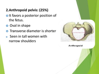 2.Anthropoid pelvis: (25%)
 It favors a posterior position of
the fetus.
 Oval in shape
 Transverse diameter is shorter
 Seen in tall women with
narrow shoulders
 