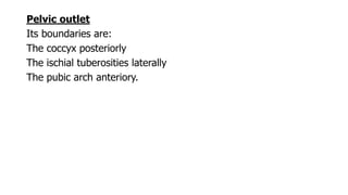 Pelvic outlet
Its boundaries are:
The coccyx posteriorly
The ischial tuberosities laterally
The pubic arch anteriory.
 
