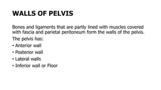 WALLS OF PELVIS
Bones and ligaments that are partly lined with muscles covered
with fascia and parietal peritoneum form the walls of the pelvis.
The pelvis has:
• Anterior wall
• Posterior wall
• Lateral walls
• Inferior wall or Floor
 