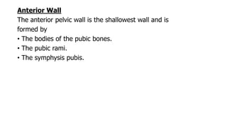 Anterior Wall
The anterior pelvic wall is the shallowest wall and is
formed by
• The bodies of the pubic bones.
• The pubic rami.
• The symphysis pubis.
 