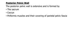 Posterior Pelvic Wall
The posterior pelvic wall is extensive and is formed by
• The sacrum
• Coccyx
• Piriformis muscles and their covering of parietal pelvic fascia
 