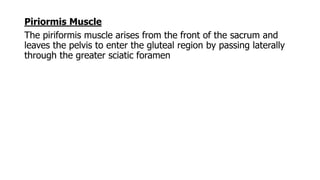 Piriormis Muscle
The piriformis muscle arises from the front of the sacrum and
leaves the pelvis to enter the gluteal region by passing laterally
through the greater sciatic foramen
 