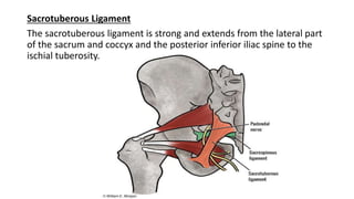 Sacrotuberous Ligament
The sacrotuberous ligament is strong and extends from the lateral part
of the sacrum and coccyx and the posterior inferior iliac spine to the
ischial tuberosity.
 