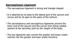Sacrospinous Ligament
• The sacrospinous ligament is strong and triangle shaped.
• It is attached by its base to the lateral part of the sacrum and
coccyx and by its apex to the spine of the ischium.
• The sacrotuberous and sacrospinous ligaments prevent the
lower end of the sacrum and the coccyx from being rotated
upward at the sacroiliac joint by the weight of the body.
• The two ligaments also convert the greater and lesser sciatic
notches into the greater and laser sciatic foramina.
 