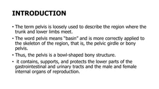 INTRODUCTION
• The term pelvis is loosely used to describe the region where the
trunk and lower limbs meet.
• The word pelvis means “basin” and is more correctly applied to
the skeleton of the region, that is, the pelvic girdle or bony
pelvis.
• Thus, the pelvis is a bowl-shaped bony structure.
• it contains, supports, and protects the lower parts of the
gastrointestinal and urinary tracts and the male and female
internal organs of reproduction.
 