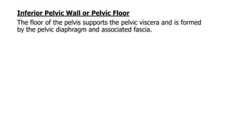 Inferior Pelvic Wall or Pelvic Floor
The floor of the pelvis supports the pelvic viscera and is formed
by the pelvic diaphragm and associated fascia.
 