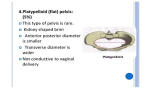 PELVIS.pptx