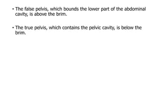 • The false pelvis, which bounds the lower part of the abdominal
cavity, is above the brim.
• The true pelvis, which contains the pelvic cavity, is below the
brim.
 