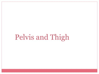 Pelvis and Thigh 