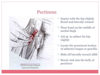 Pelvis And Thigh 2 | PPT