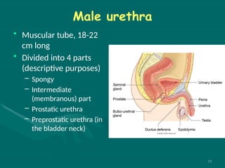 PELVIS- Contents.pptxgedtyhttk8965fgtrds | PPTX
