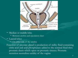 PELVIS- Contents.pptxgedtyhttk8965fgtrds | PPTX
