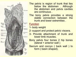 The pelvis is region of trunk that lies
below the abdomen . Although
the abdomen and pelvis cavities
are continuous .
The bony pelvis provides a strong
stable connection between the
trunk and lower extremities .
Function
1- body weight
2- support and protect pelvic viscera.
3- Provide attachment of trunk and
lower limb muscles.
Bony pelvis four bones 2 hip bones
(lateral + anterior wall )
Sacrum and coccyx ( back wall ) to
form ( basin shaped).
 