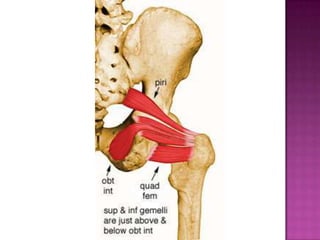 Pelvis | PPTX