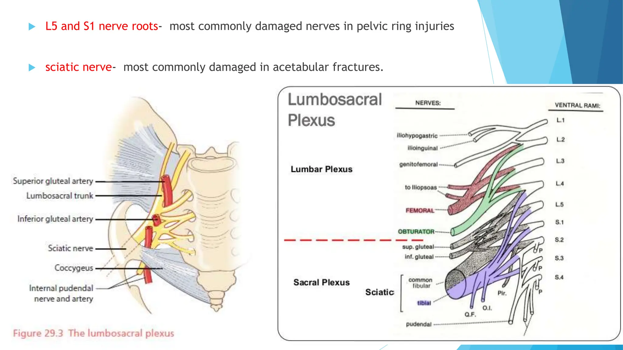PELVIS & ACETABULUM Orthopaedics topics slides | PPTX