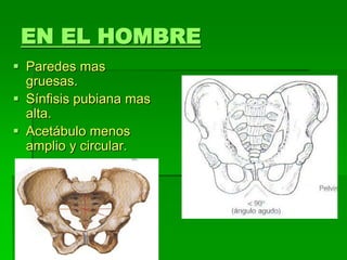 EN EL HOMBRE
 Paredes mas
gruesas.
 Sínfisis pubiana mas
alta.
 Acetábulo menos
amplio y circular.
 
