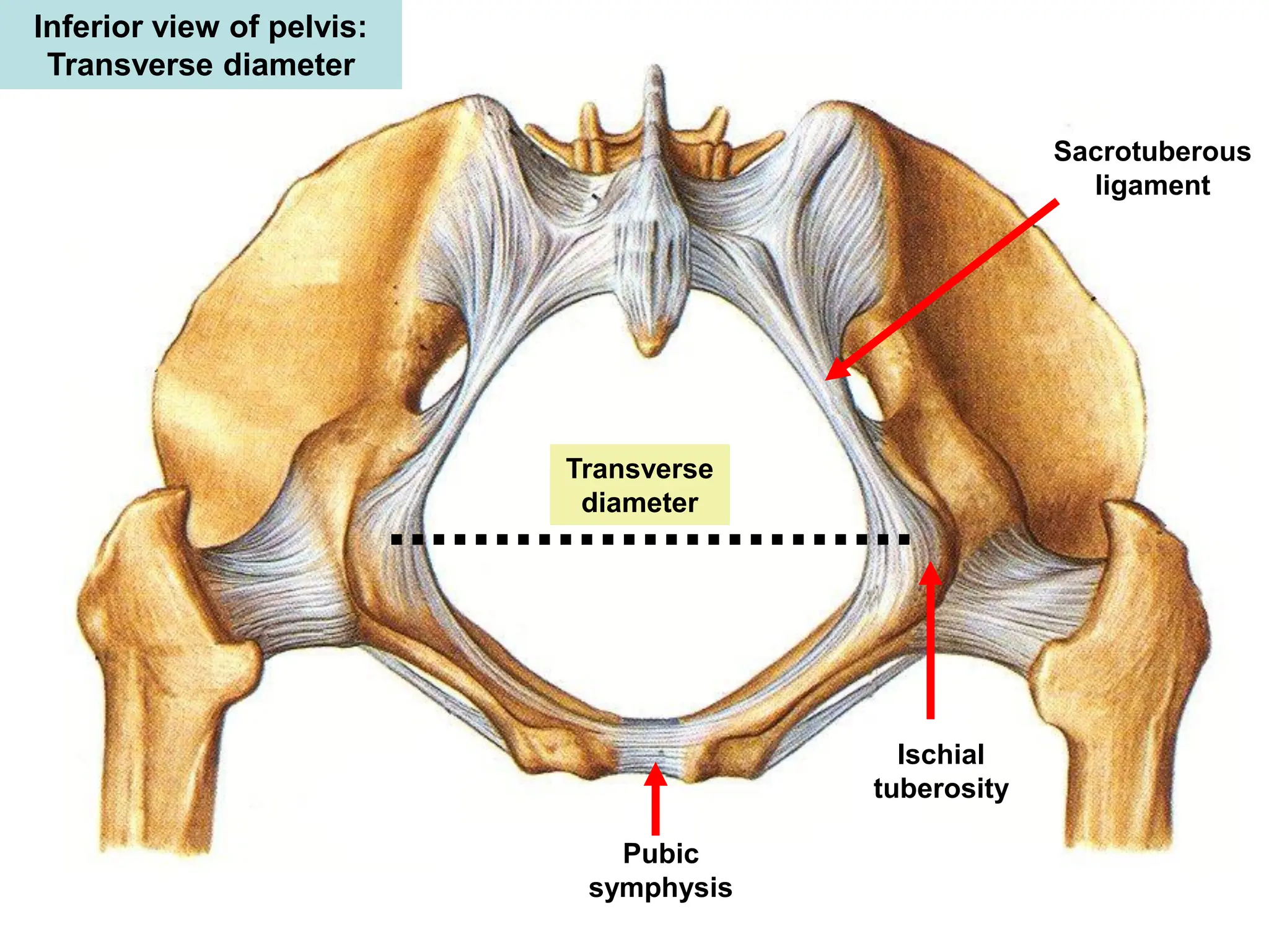 Pelvis Anatomy Lecture 1 Structure Of The Pelvic Wall 2016 pdf Pelvis Anatomy Lecture 1 Structure Of The Pelvic Wall 2016 pdf