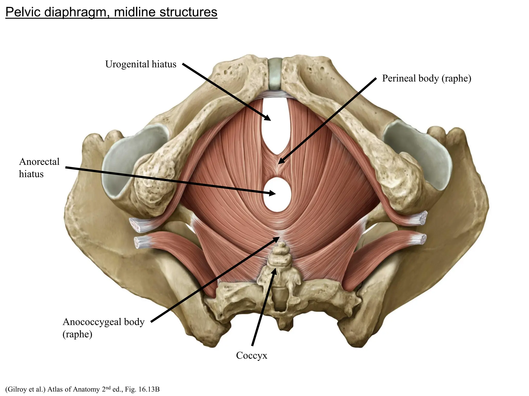 pelvis-anatomy-lecture-1-structure-of-the-pelvic-wall-2016-pdf