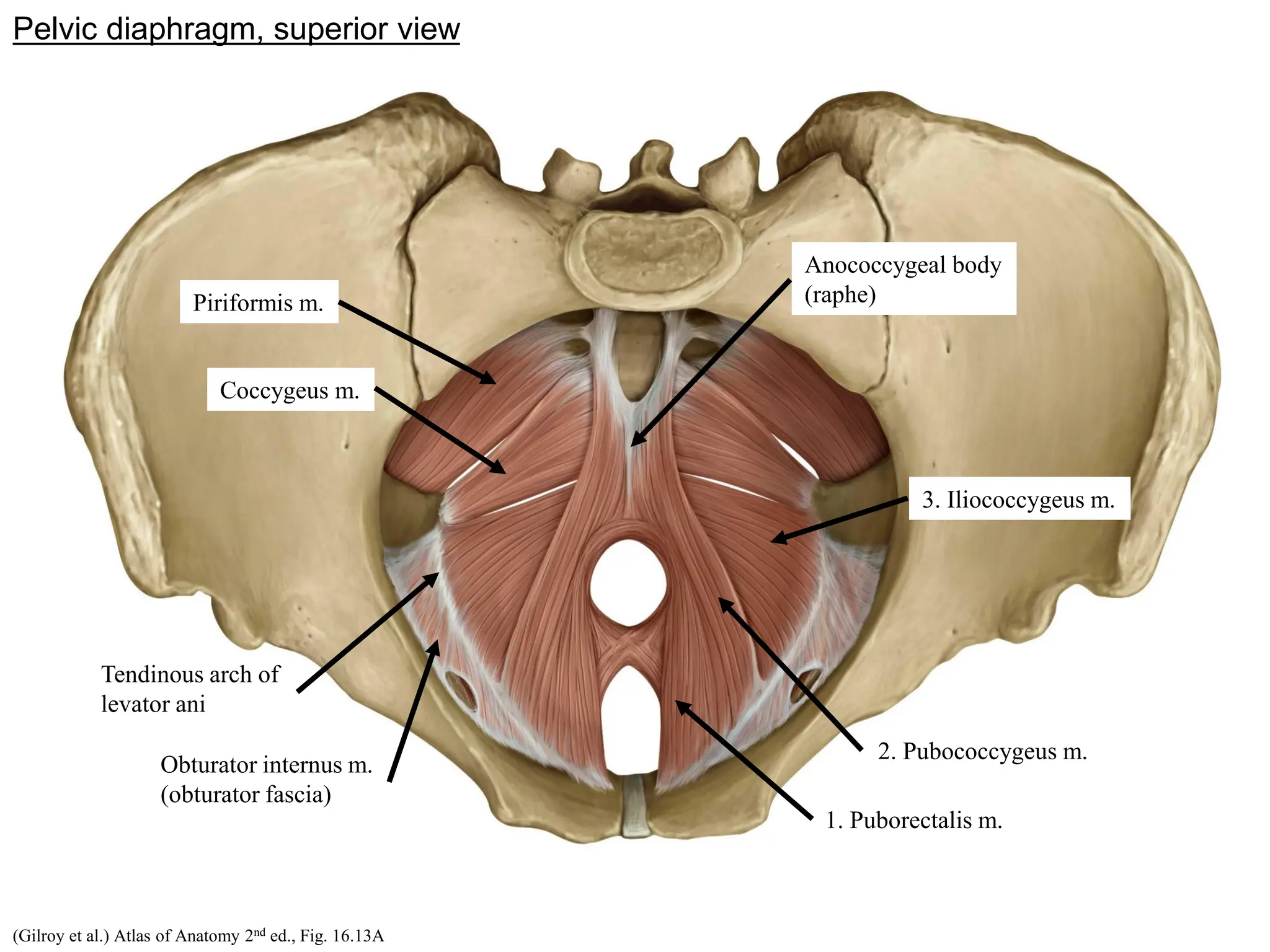 Pelvis Anatomy Lecture 1 Structure Of The Pelvic Wall 2016 pdf Pelvis Anatomy Lecture 1 Structure Of The Pelvic Wall 2016 pdf