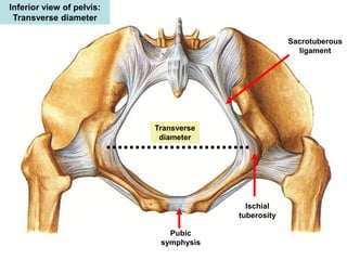 Pelvis Anatomy Lecture 1-Structure of the Pelvic Wall 2016.pdf