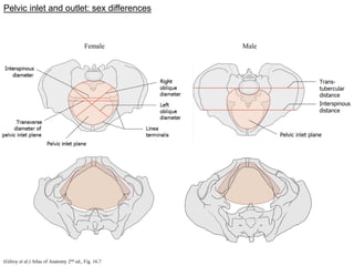 Pelvis Anatomy Lecture 1-Structure of the Pelvic Wall 2016.pdf
