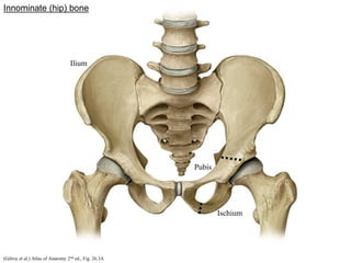 Pelvis Anatomy Lecture 1-Structure of the Pelvic Wall 2016.pdf