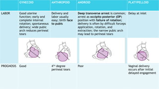 pelvis and cpd (1).pptx.................. | PPTX