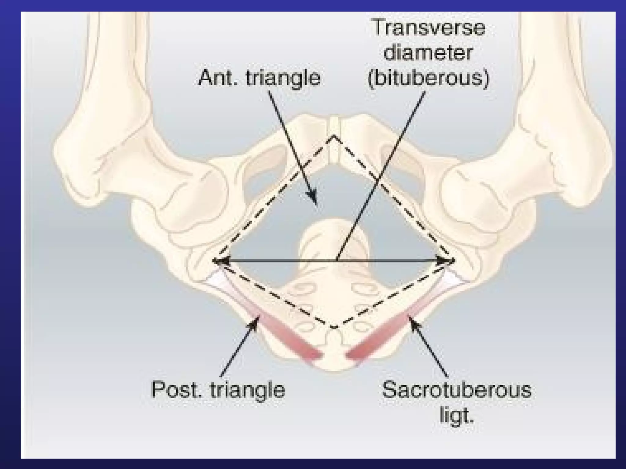 Pelvimetry Method Pelvis and pelvimetry | PPT