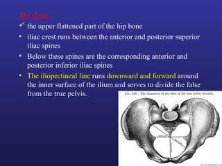 The ilium,
 the upper flattened part of the hip bone
• iliac crest runs between the anterior and posterior superior
iliac spines
• Below these spines are the corresponding anterior and
posterior inferior iliac spines
• The iliopectineal line runs downward and forward around
the inner surface of the ilium and serves to divide the false
from the true pelvis.
 